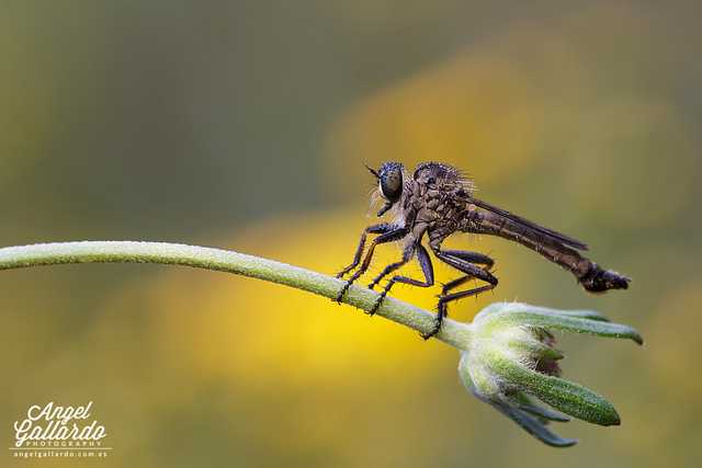 Robber Fly