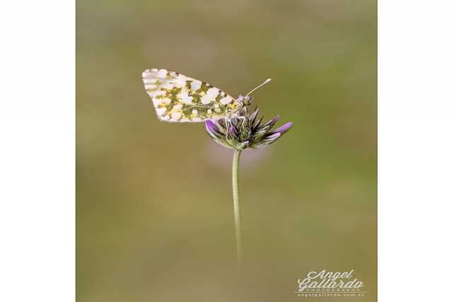 Mariposa