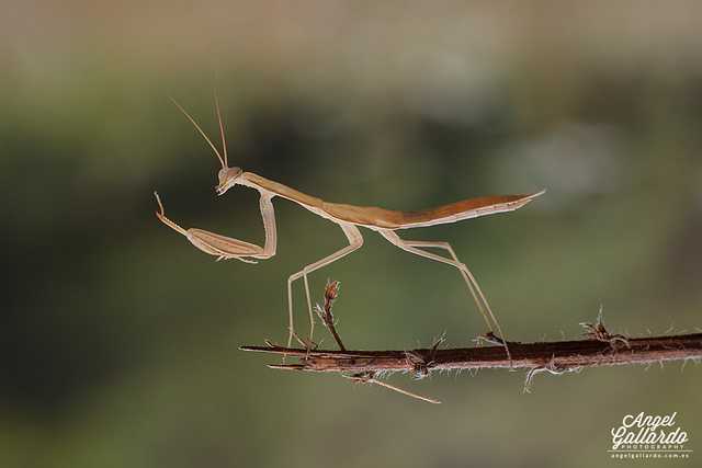 Mantis